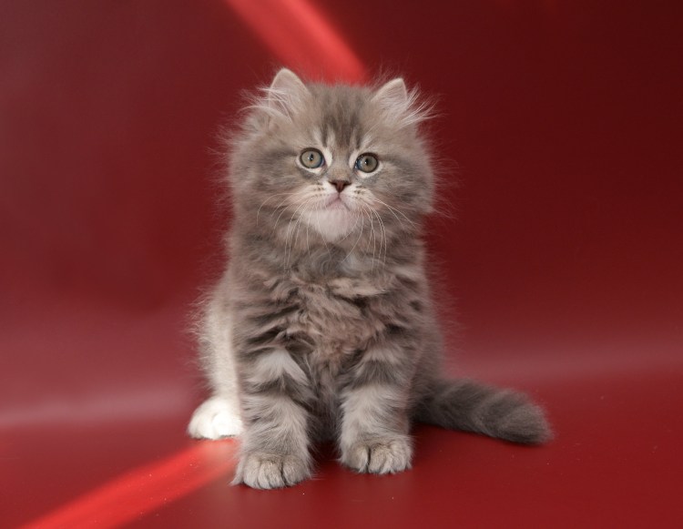 Шотландский хайленд страйт длинношерстный черепаховый