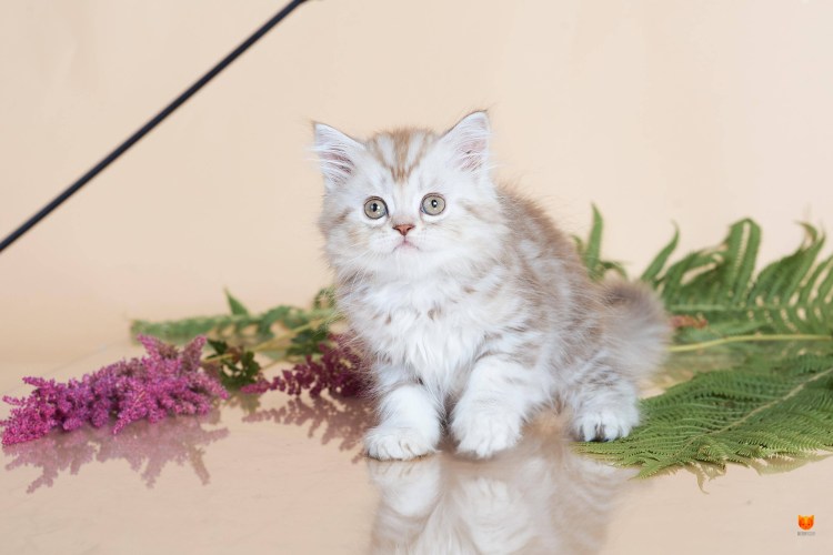 Хайленд страйт рыжий