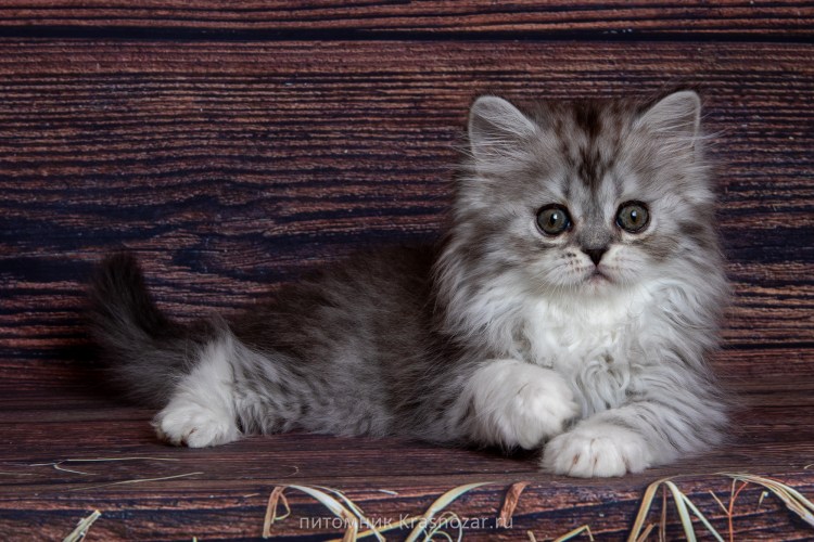 Шотландская шиншилла хайленд страйт