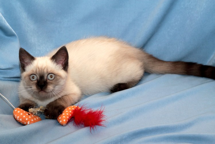 Шотландская кошка колор Пойнт