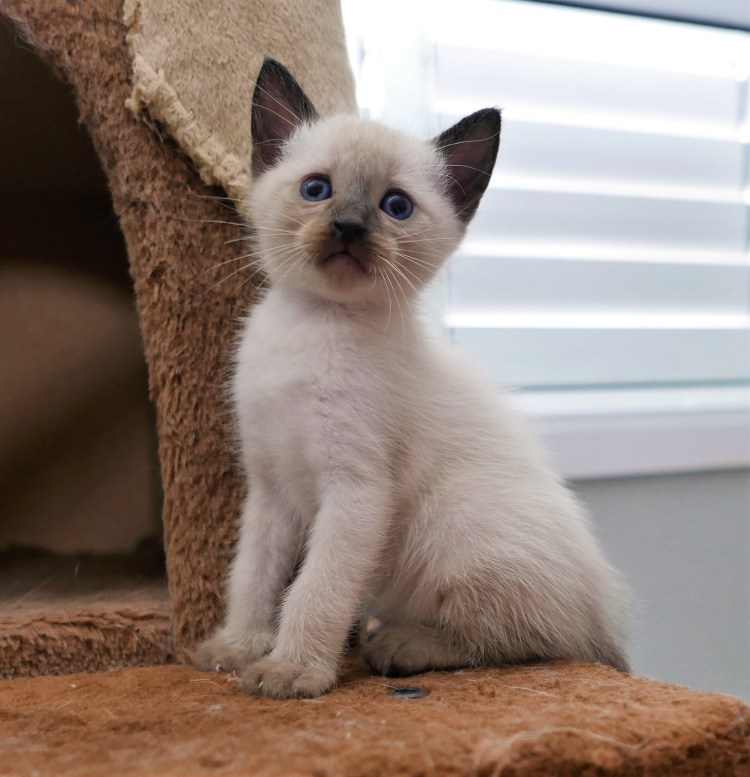 Котята британские окрас сил поинт