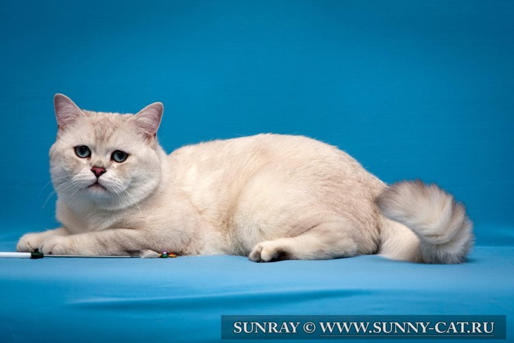 Тайская кошка Сноу Шу