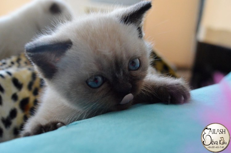 Колор Пойнт Синеглазый