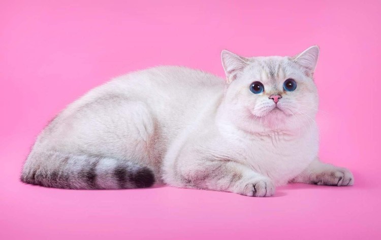 Сиамский колор Пойнт