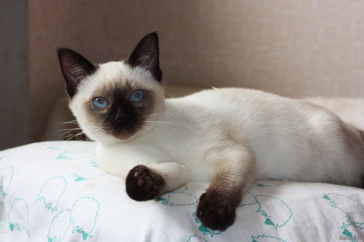 Тайская кошка Блю Пойнт