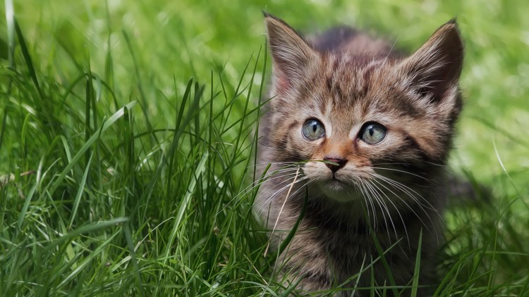 Кот в траве