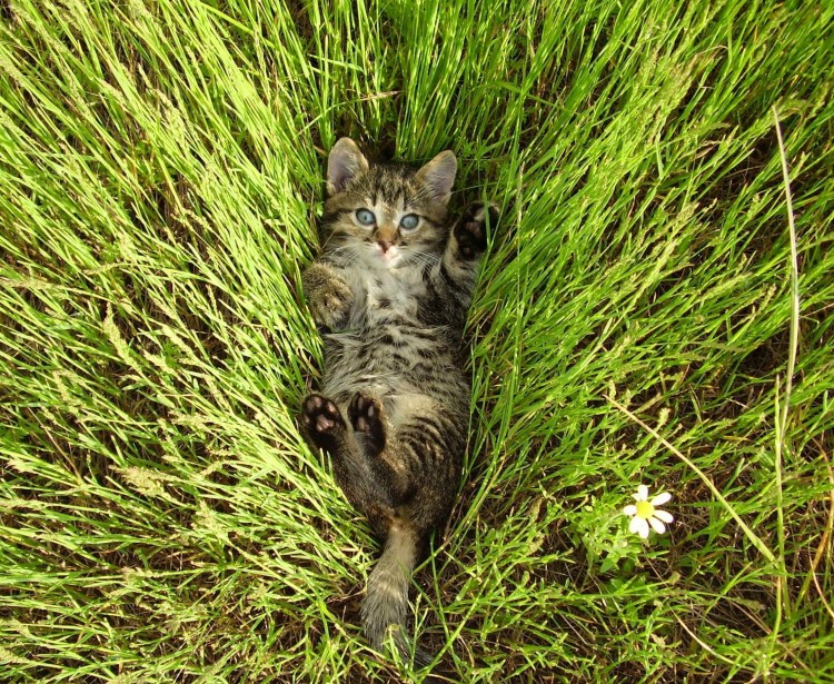 Трава для кошек