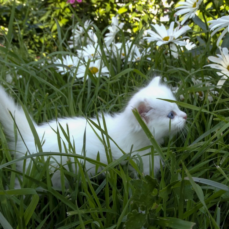 Белый котенок в траве