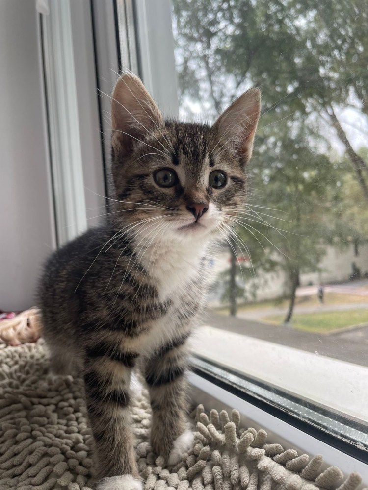 Обои с котятами