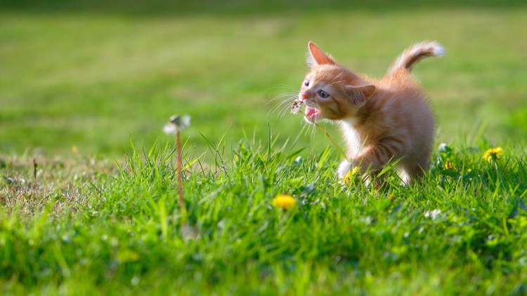 Рыжий кот в траве