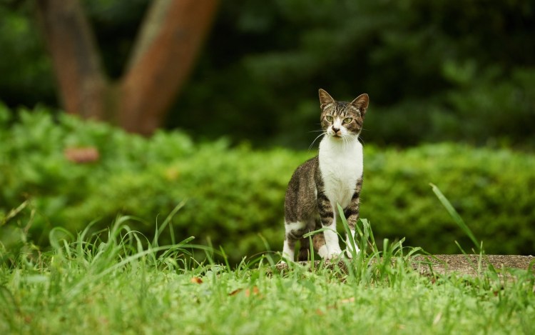 Кошка на природе