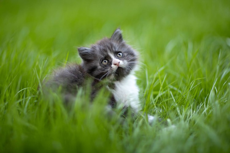 Котенок в траве
