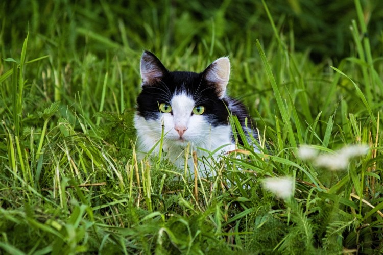 Кошачья трава на улице