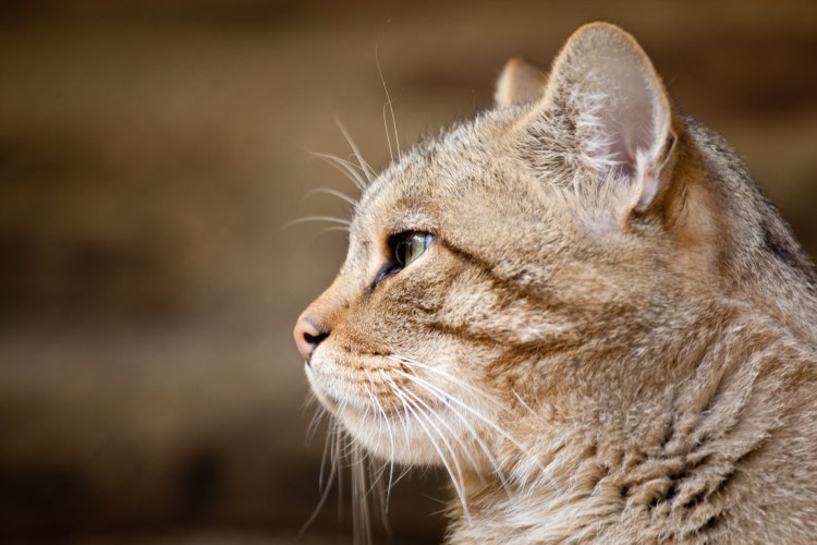 Кошка в профиль