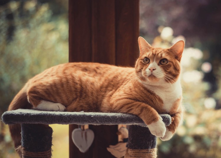 Черная кошка на белом фоне