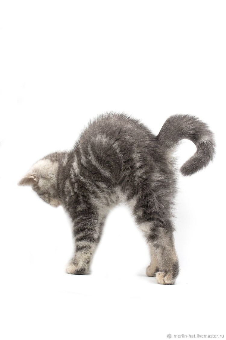 Кошка вид с боку