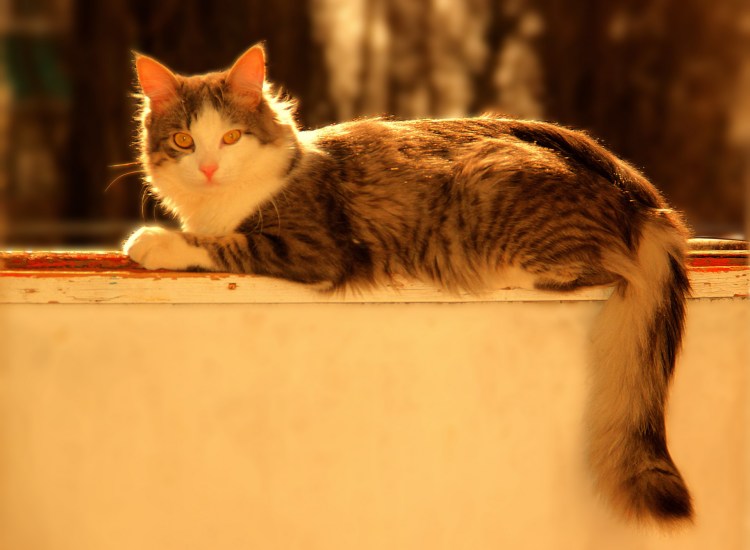 Кот ходит боком