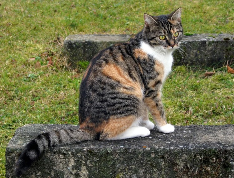 Американская жесткошерстная кошка трехцветная