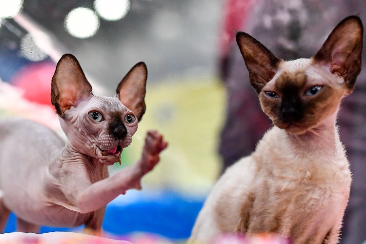 Корниш рекс