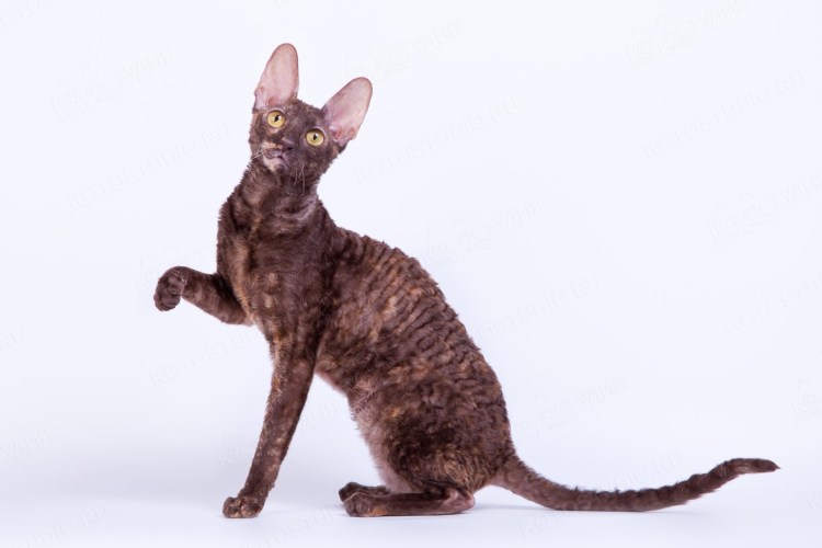 Корниш рекс кошка