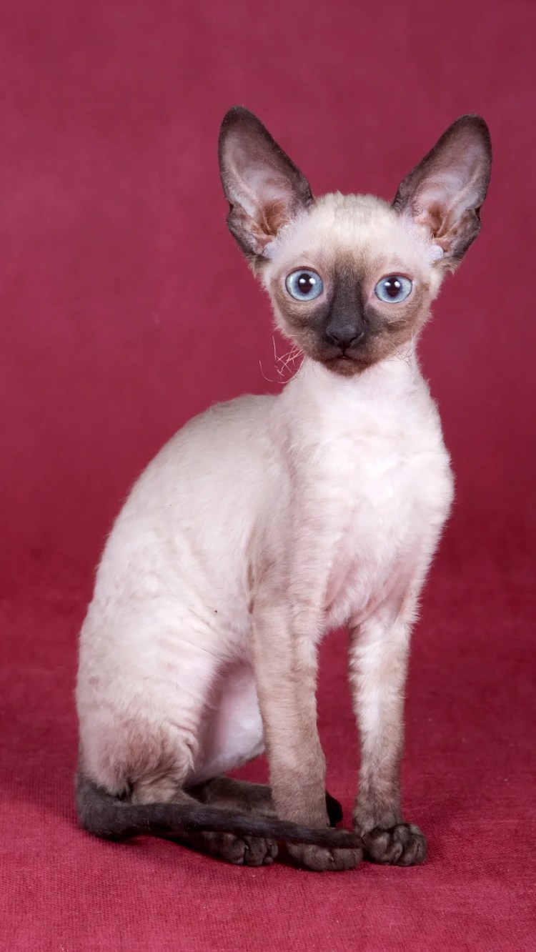 Канадский сфинкс Корниш рекс