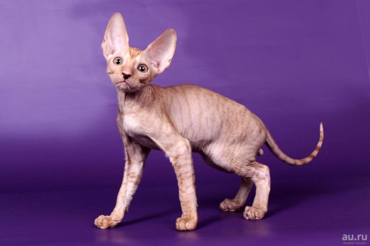 Корниш рекс