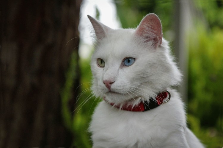 Злая белая кошка