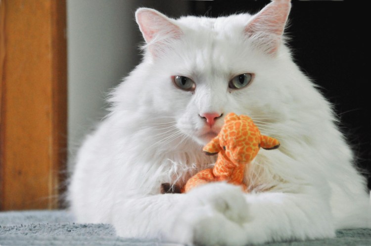 Белый котик