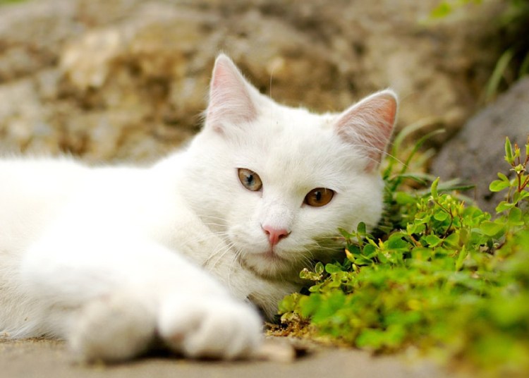 Кошка белая