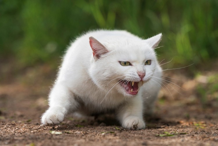 Турецкая ангорская кошка