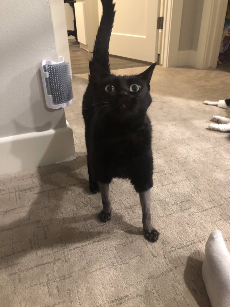 Выбритый кот