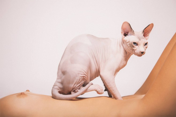 Стрижка сфинкс