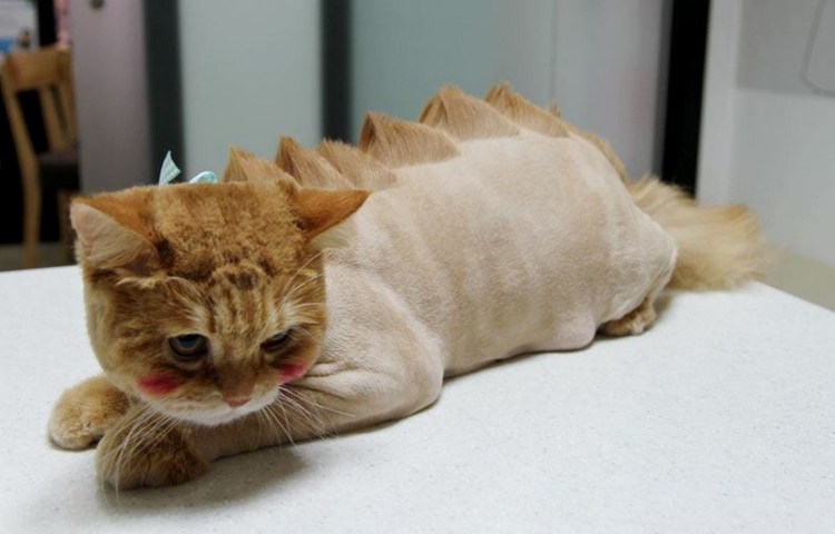 Стриженный толстый кот рыжий