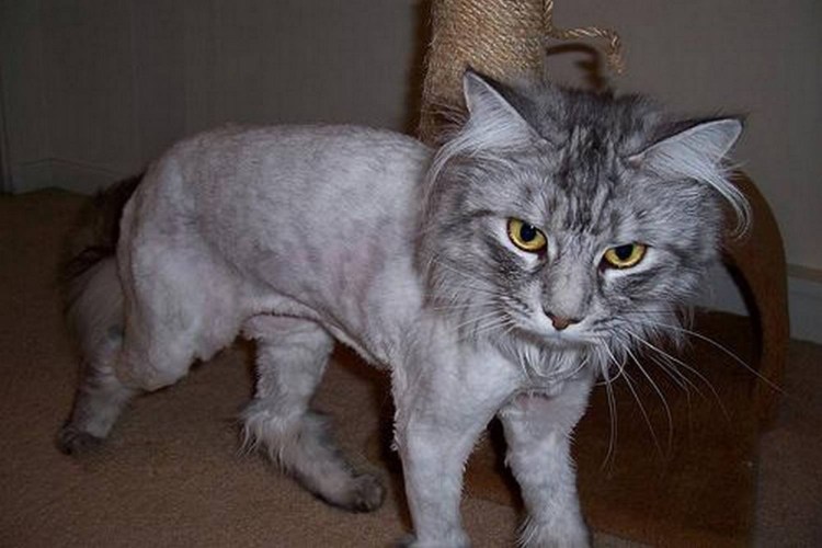 Груминг кошек