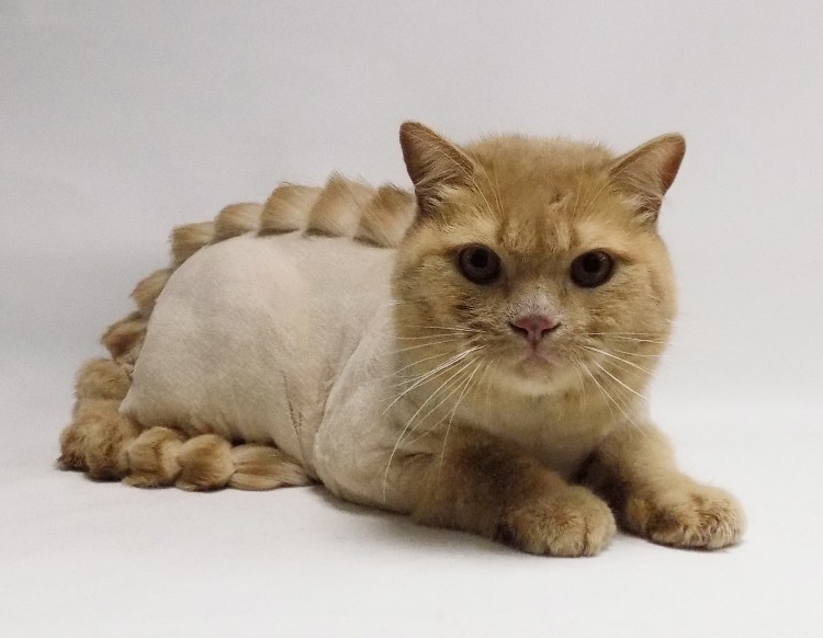 Креативная стрижка кошек