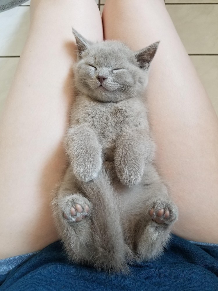 Гигиеническая стрижка кошек