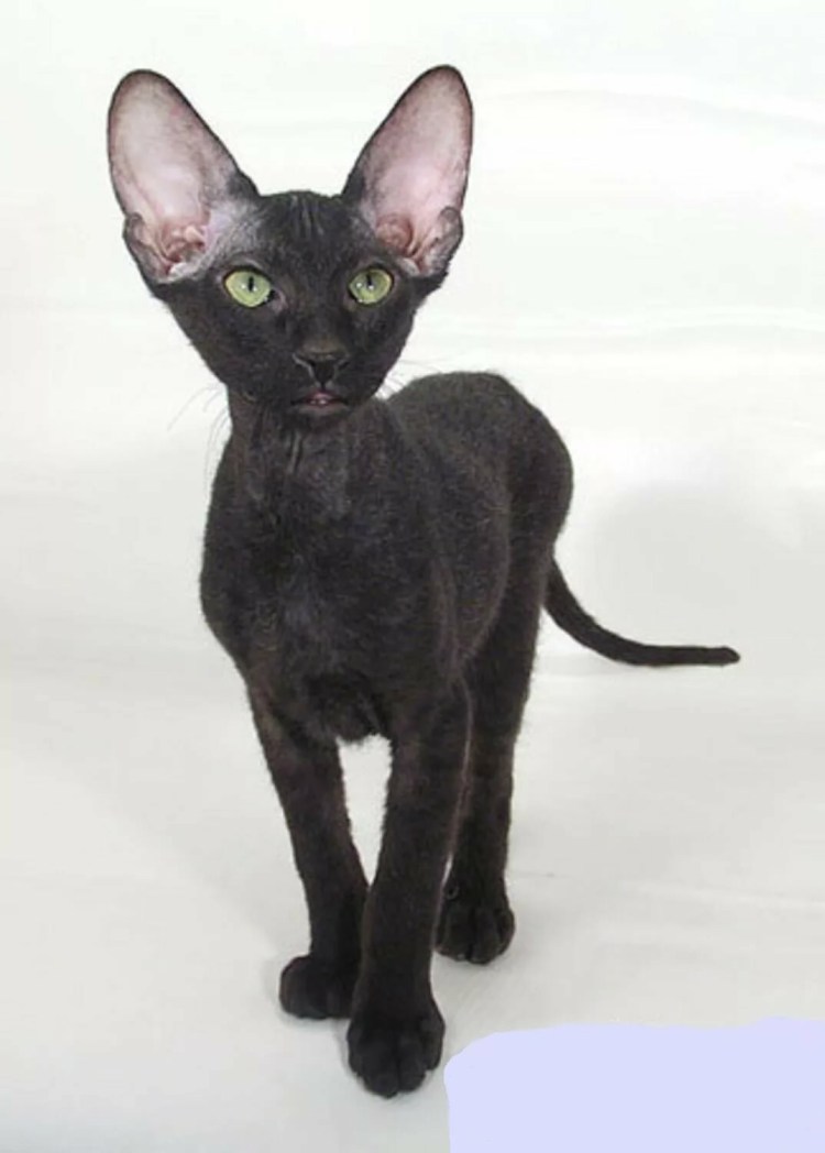 Велюровый сфинкс