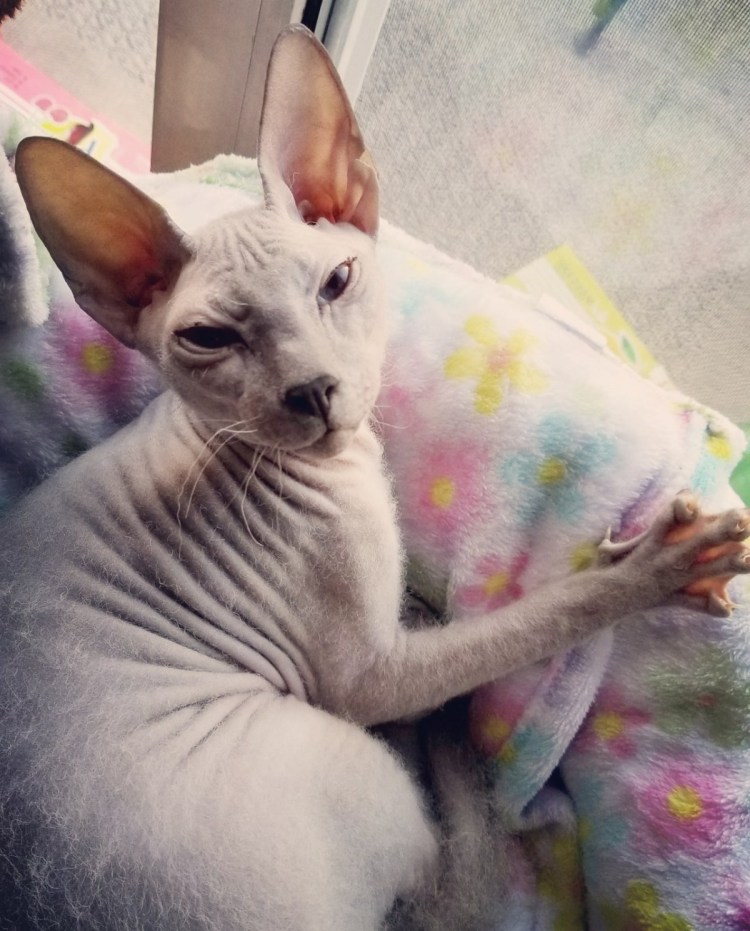 Кот сфинкс тиснение