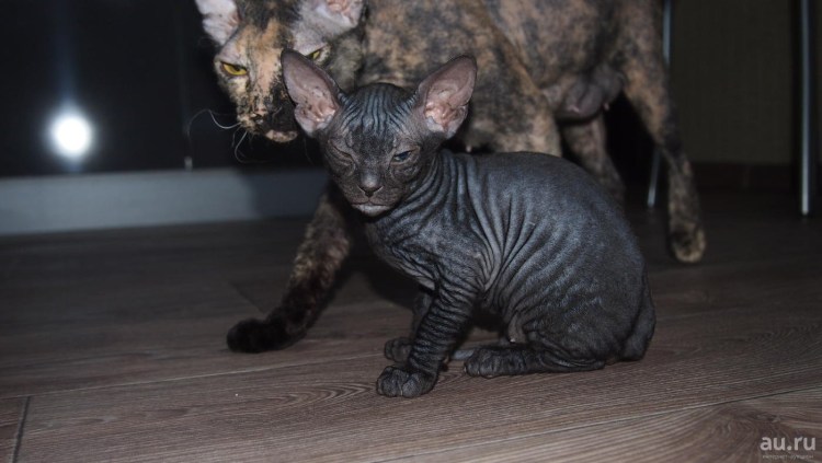 Котята Донской сфинкс флок