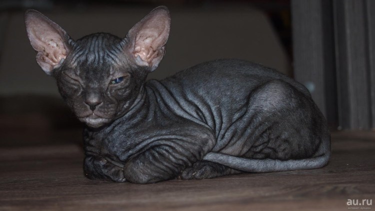 Петерболд сфинкс рыжий