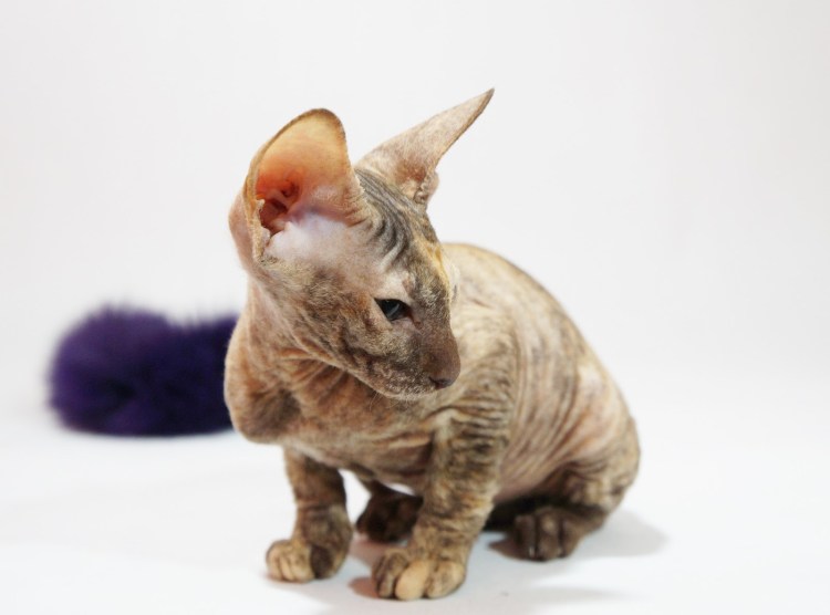 Канадский сфинкс браш