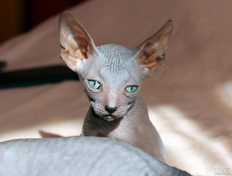 Донской сфинкс браш велюр