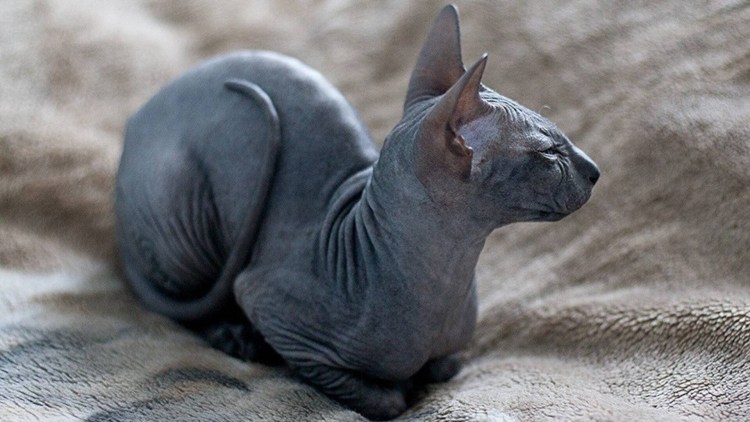 Сфинкс канадский велюровый