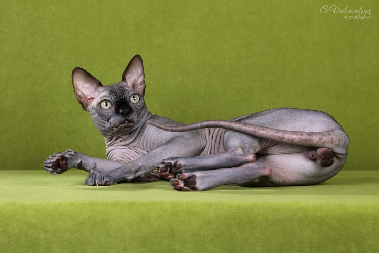 Донской сфинкс велюровый