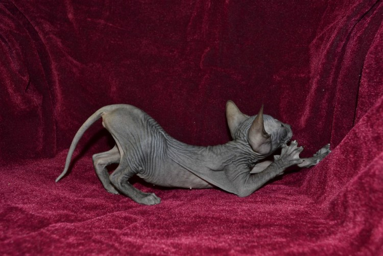 Кот браш велюр сфинкс бенгал