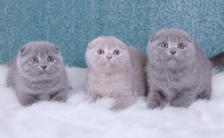 Шотландская вислоухая кошка котенок