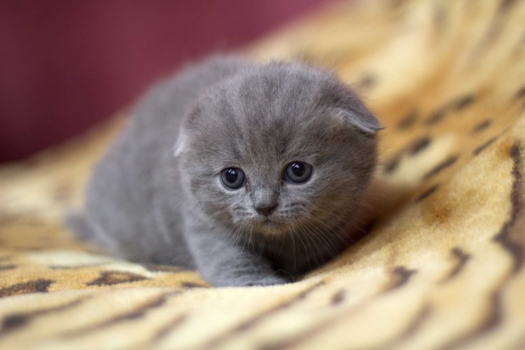 Котенок вислоухий серенький шотландский