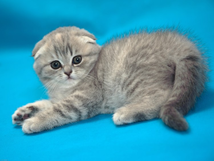 Шотландские вислоухие котята