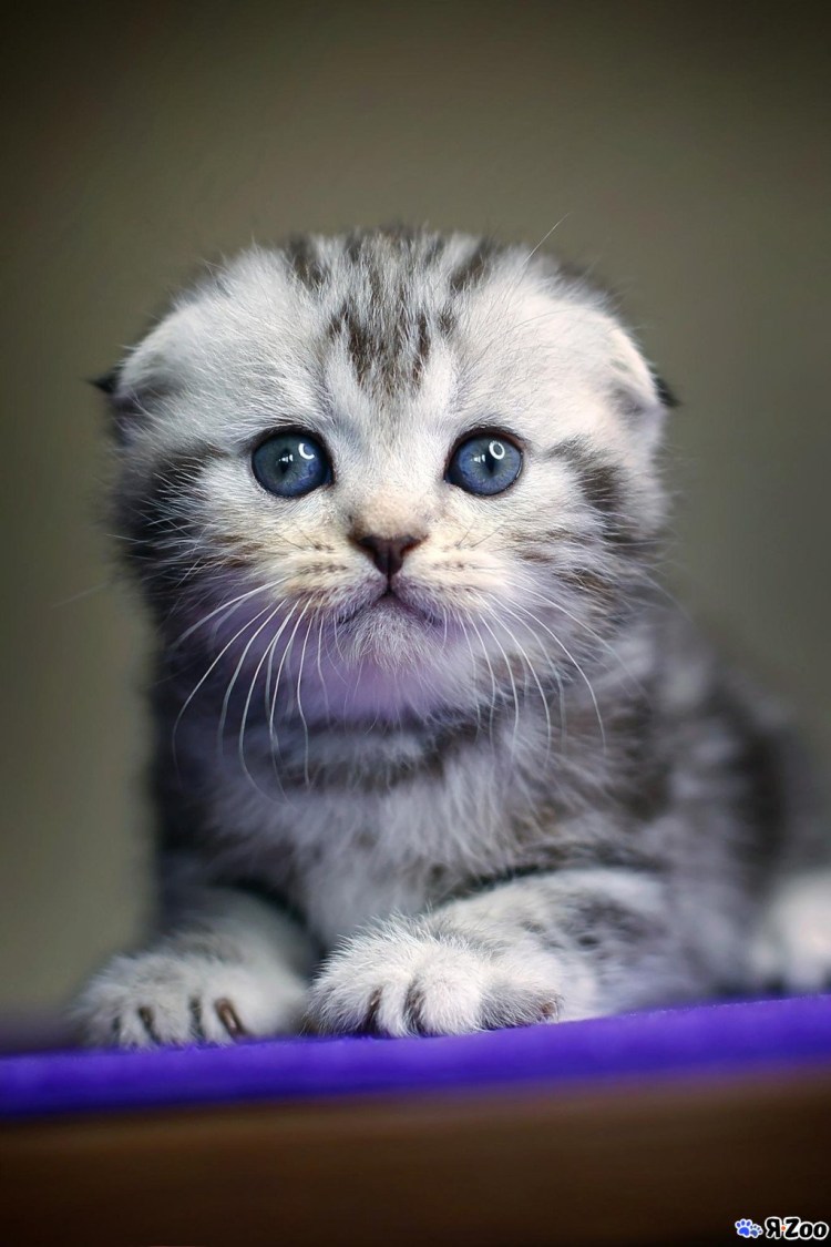 Скоттиш-фолд Шотландская вислоухая котята