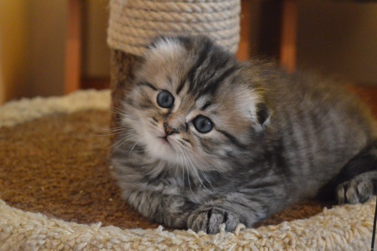 Шотландская вислоухая кошка маленький